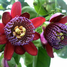 Red Passion Flower Rubra